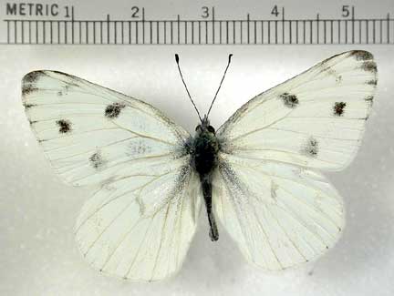 Male Checkered White Butterflies On Thistles - Mia McPherson's On The Wing  Photography