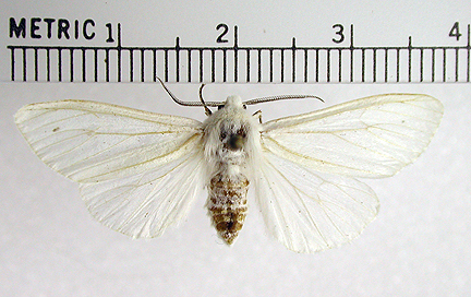 Fall Webworm Moth ( Hyphantria cunea )